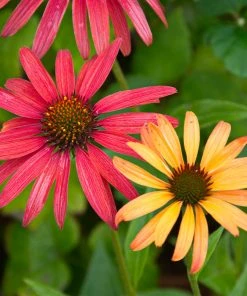 Brighter Blooms Cheyenne Spirit Echinacea (Coneflower) Perennials