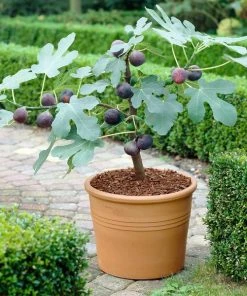 Brighter Blooms Chicago Hardy Fig Tree Fruit Trees