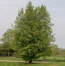 Brighter Blooms Chinese Hackberry Tree