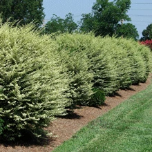 Brighter Blooms Chinese Variegated Privet Shrub