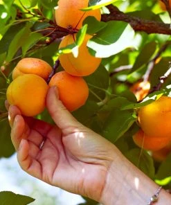 Brighter Blooms Chinese Mormon Apricot Tree SHOP ALL