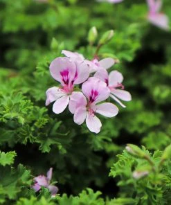 Brighter Blooms Citronella Mosquito Plant Perennials