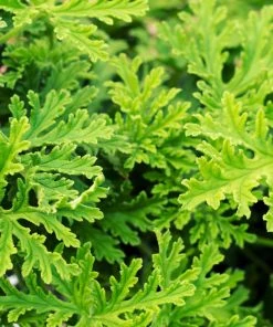 Brighter Blooms Citronella Mosquito Plant Perennials