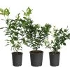 Brighter Blooms All-in-One Citrus Starter Kit Citrus Trees