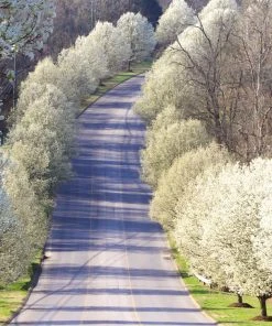 Brighter Blooms Cleveland Pear Tree