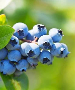 Brighter Blooms Blueberry Bushes Climax Blueberry Bush