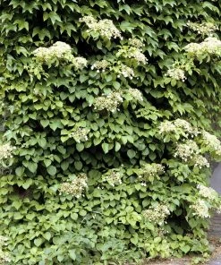 Brighter Blooms Climbing Hydrangea Shrubs & Hedges