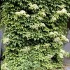 Brighter Blooms Climbing Hydrangea Shrubs & Hedges