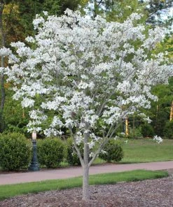 Brighter Blooms Flowering Trees Cloud 9 Dogwood Tree
