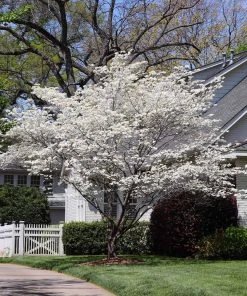 Brighter Blooms Flowering Trees Cloud 9 Dogwood Tree