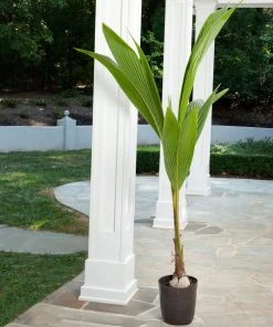 BrighterBlooms.com Palm Trees Coconut Palm Tree