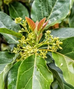 Brighter Blooms Cold Hardy Avocado Tree Fruit Trees