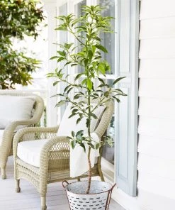 Brighter Blooms Cold Hardy Avocado Tree Fruit Trees