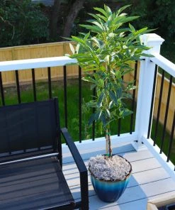 Brighter Blooms Cold Hardy Avocado Tree Fruit Trees