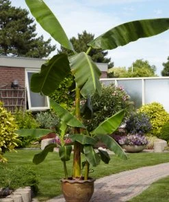 Brighter Blooms Banana Trees Cold Hardy Banana Tree