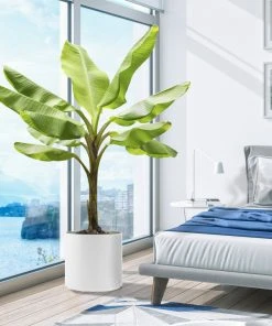 Brighter Blooms Banana Trees Cold Hardy Banana Tree