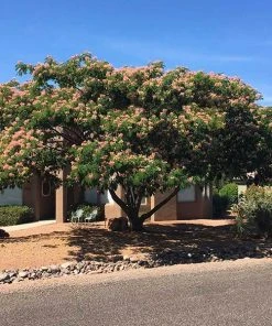 Brighter Blooms Cold Hardy Mimosa Tree