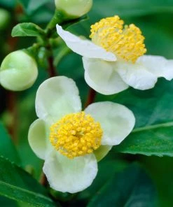 Brighter Blooms Cold Hardy Tea Plant SHOP ALL 10 Brighter Blooms Cold Hardy Tea Plant SHOP ALL