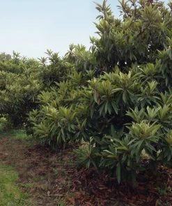 Brighter Blooms Cold Hardy Avocado Tree Fruit Trees