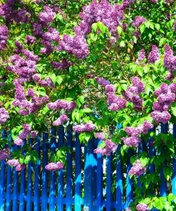 Brighter Blooms Shrubs & Hedges Common Purple Lilac Plant