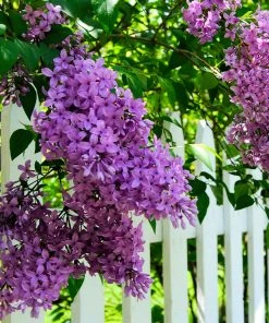 Brighter Blooms Shrubs & Hedges Common Purple Lilac Plant