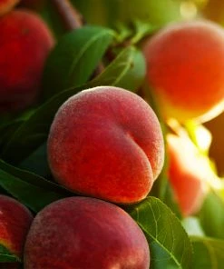 Brighter Blooms Fruit Trees Contender Peach Tree