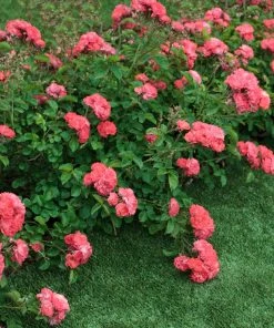 Brighter Blooms Coral Drift® Rose Roses