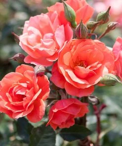 Brighter Blooms Coral Knock Out® Rose Tree