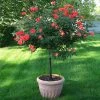 Brighter Blooms Coral Knock Out® Rose Tree