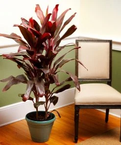 Brighter Blooms Hawaiian Ti Plant 8 Brighter Blooms Hawaiian Ti Plant