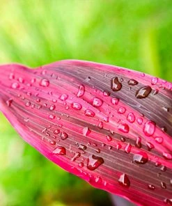 Brighter Blooms Hawaiian Ti Plant 9 Brighter Blooms Hawaiian Ti Plant