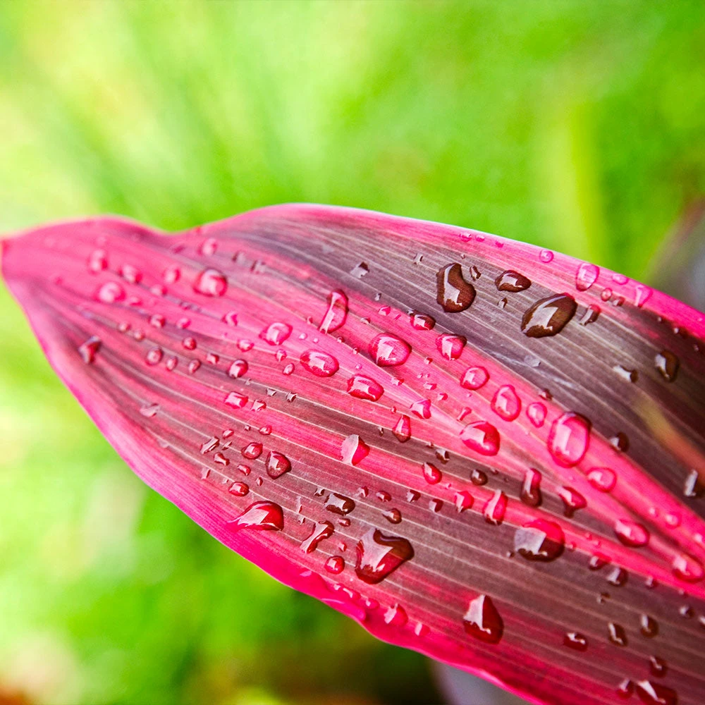 Brighter Blooms Hawaiian Ti Plant 4 Brighter Blooms Hawaiian Ti Plant