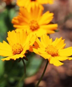 Brighter Blooms Nana Coreopsis (Tickseed) Plant Perennials