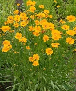 Brighter Blooms Nana Coreopsis (Tickseed) Plant Perennials