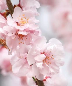 Brighter Blooms Corinthian Rose Double Flowering Peach Tree Flowering Trees 5 Brighter Blooms Corinthian Rose Double Flowering Peach Tree Flowering Trees