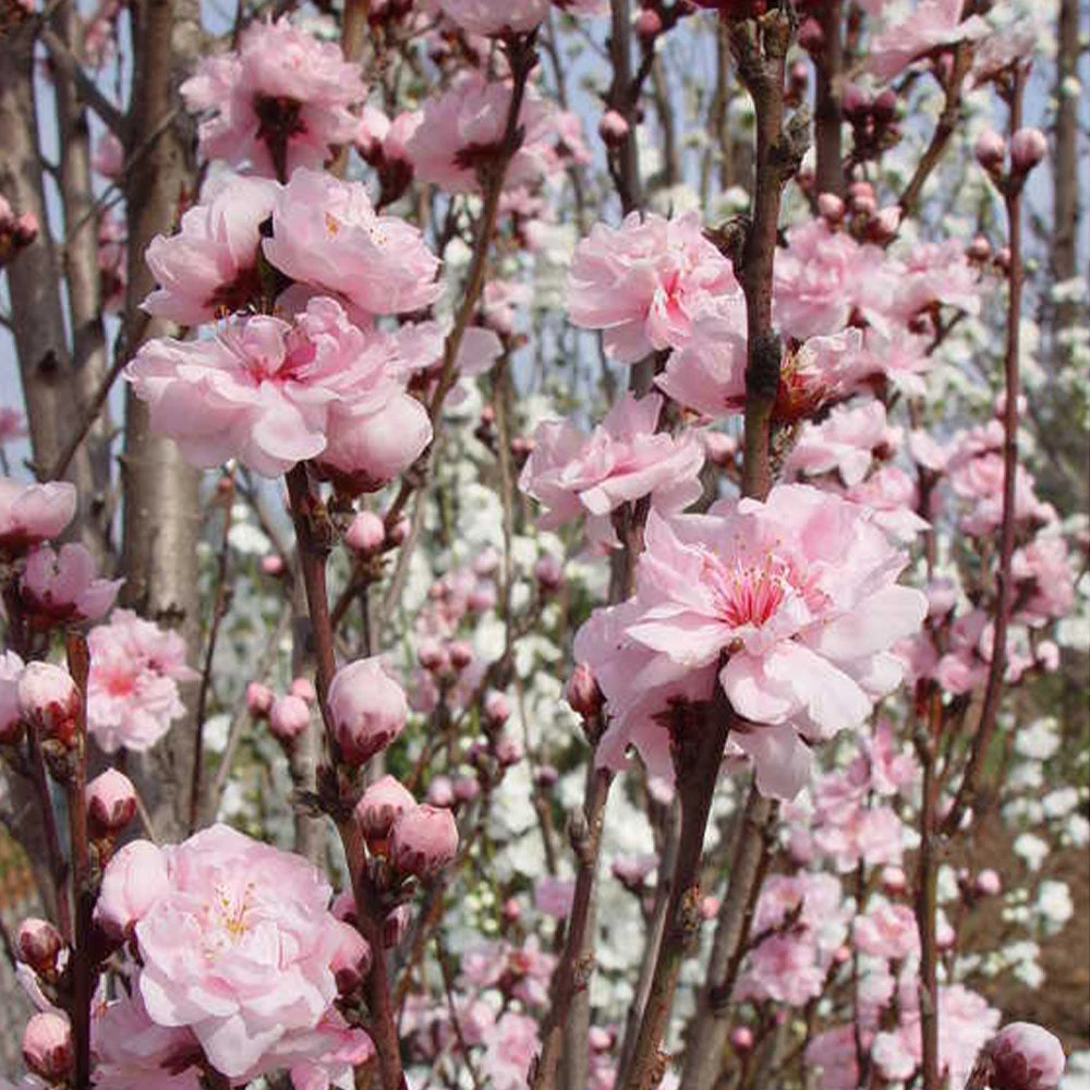 Brighter Blooms Corinthian Rose Double Flowering Peach Tree Flowering Trees 2 Brighter Blooms Corinthian Rose Double Flowering Peach Tree Flowering Trees