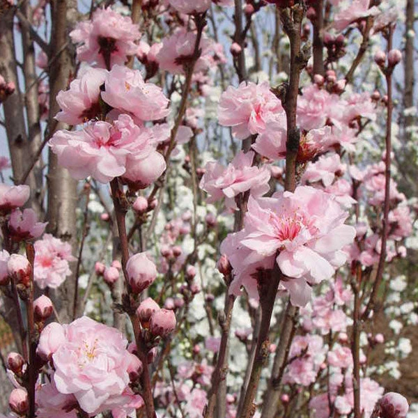 Brighter Blooms Corinthian Rose Double Flowering Peach Tree Flowering Trees 1 Brighter Blooms Corinthian Rose Double Flowering Peach Tree Flowering Trees