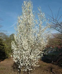 Brighter Blooms Flowering Trees Corinthian White Double Flowering Peach Tree 6 Brighter Blooms Flowering Trees Corinthian White Double Flowering Peach Tree