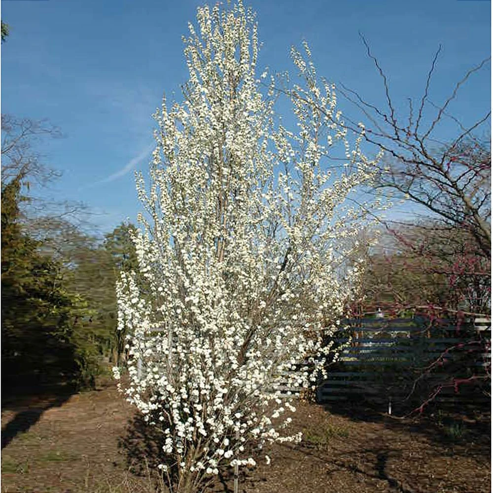 Brighter Blooms Flowering Trees Corinthian White Double Flowering Peach Tree 3 Brighter Blooms Flowering Trees Corinthian White Double Flowering Peach Tree