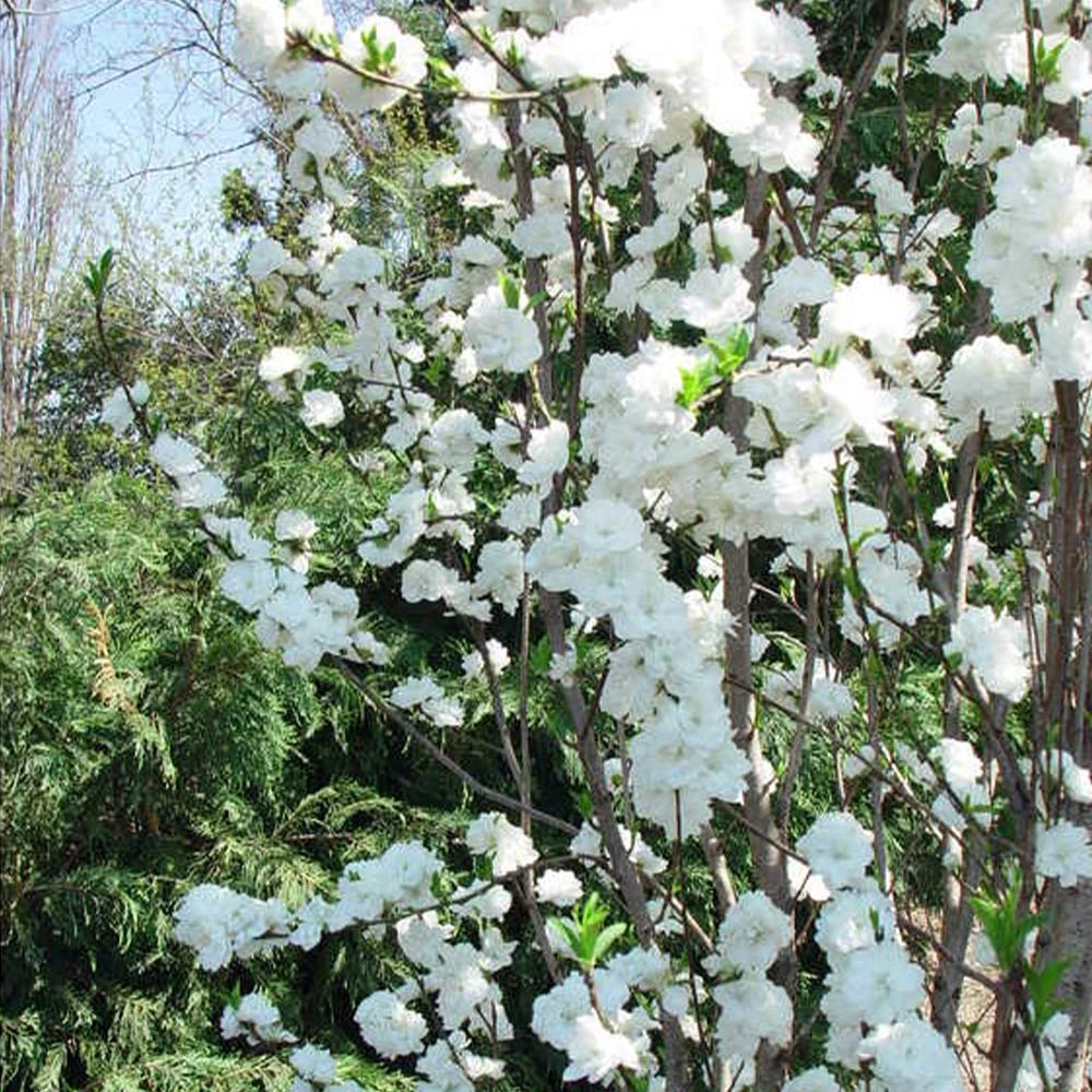 Brighter Blooms Flowering Trees Corinthian White Double Flowering Peach Tree 2 Brighter Blooms Flowering Trees Corinthian White Double Flowering Peach Tree