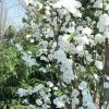 Brighter Blooms Flowering Trees Corinthian White Double Flowering Peach Tree
