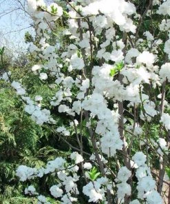 Brighter Blooms Flowering Trees Corinthian White Double Flowering Peach Tree