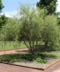 Brighter Blooms Corkscrew Willow Tree Arborvitae Trees 8 Brighter Blooms Corkscrew Willow Tree Arborvitae Trees