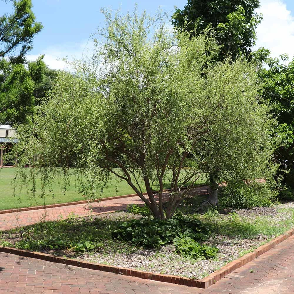 Brighter Blooms Corkscrew Willow Tree Arborvitae Trees 4 Brighter Blooms Corkscrew Willow Tree Arborvitae Trees