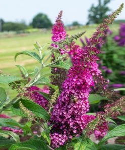 Brighter Blooms CranRazz™ Butterfly Bush (Tree Form)