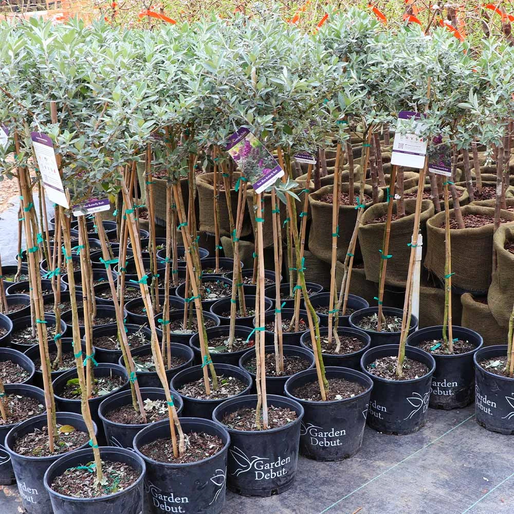 Brighter Blooms True Blue Butterfly Bush (Tree Form) 5 Brighter Blooms True Blue Butterfly Bush (Tree Form)