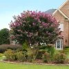Brighter Blooms Twilight Crape Myrtle Tree Flowering Trees