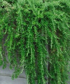 Brighter Blooms Creeping Rosemary SHOP ALL