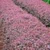 Brighter Blooms Crimson Pygmy Barberry Shrub Shrubs & Hedges