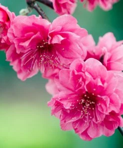 Brighter Blooms Crimson Cascade Weeping Peach Tree